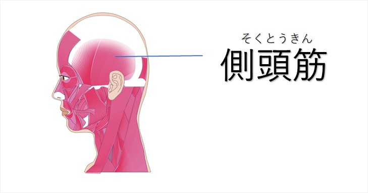 顔が大きいからメガネがずれる いえ 原因はこめかみです 小顔矯正 整体を東京でお探しならrevision