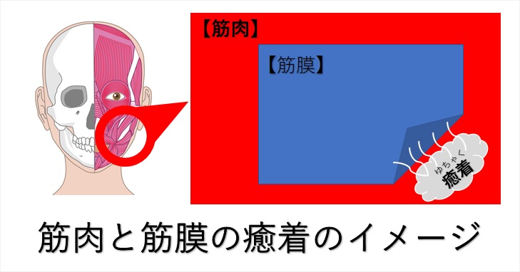 顔の歪みを矯正するために自分でできる４つのマッサージ法 小顔矯正 整体を東京でお探しならrevision