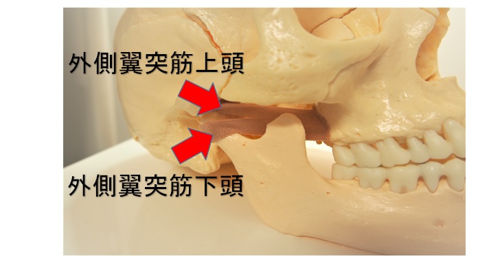 鼻の曲がりは自分で矯正して直せるのか 自己矯正のやり方と効果 小顔矯正 整体を東京でお探しならrevision