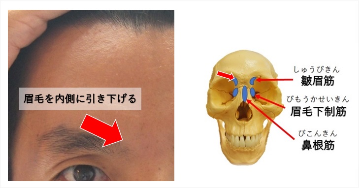 眉毛の高さが違うのには筋肉に原因がある３つの理由と対処法 小顔矯正 整体を東京でお探しならrevision