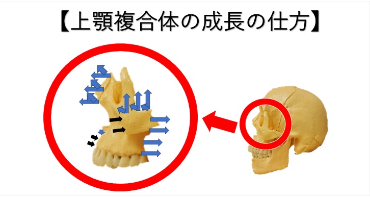 鼻の歪みを小顔矯正で矯正する際の３つのポイントとは 小顔矯正 整体を東京でお探しならrevision