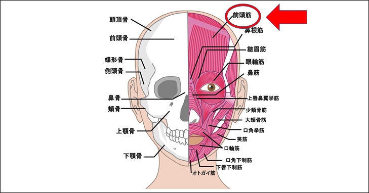 眉毛の高さが違うのには筋肉に原因がある３つの理由と対処法 小顔矯正 整体を東京でお探しならrevision