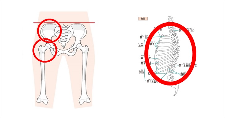 骨盤と股関節と胸郭の図示