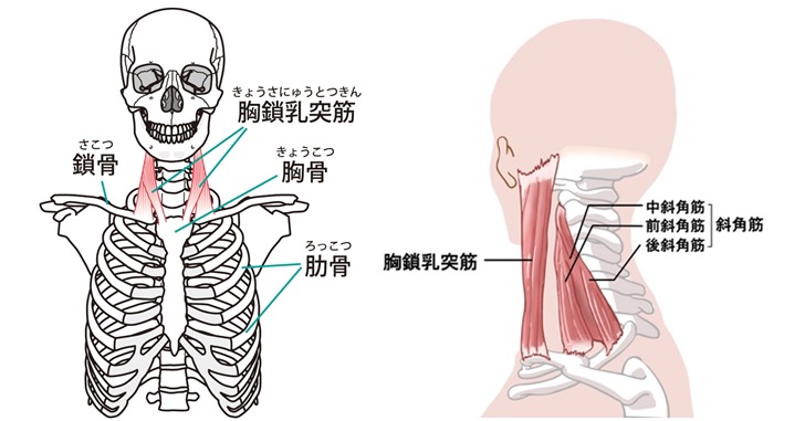 骨格と体表での胸鎖乳突筋