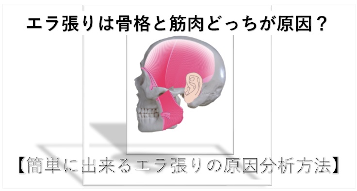 エラ張りは骨格と筋肉どっちが原因 簡単に出来るエラ張りの原因分析方法 小顔矯正 整体を東京でお探しならrevision
