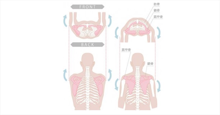 肩甲骨を出す事は可能か 筋トレの前の鎖骨矯正がカギを握る 小顔矯正 整体を東京でお探しならrevision