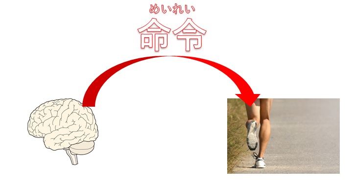 足の太さが違うとお悩みの方が治すべき悪癖とは 小顔矯正 整体を東京でお探しならrevision