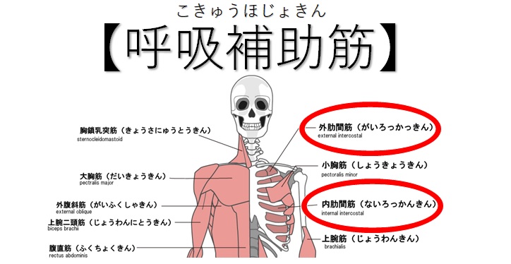 内肋間筋と外肋間筋