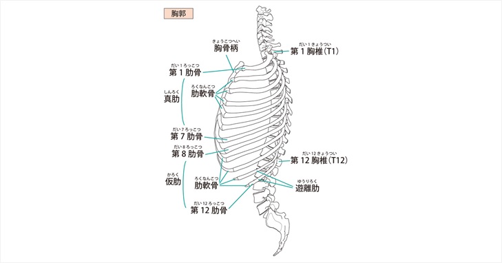 胸郭の図示