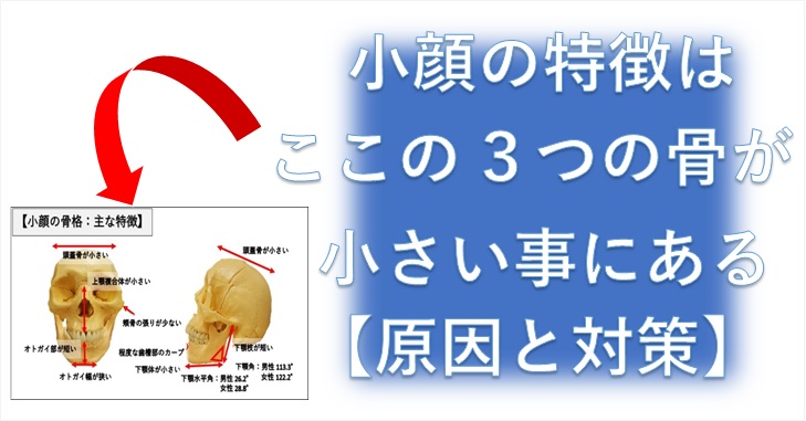 小顔の特徴はここの３つの骨が小さい事にある 原因と対策 小顔矯正 整体を東京でお探しならrevision