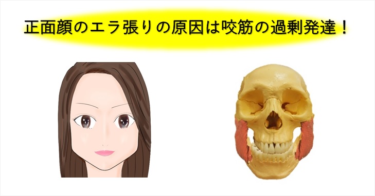 顔が大きい原因はエラの筋肉の使い方に問題があるってどういう事 小顔矯正 整体を東京でお探しならrevision