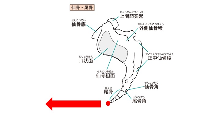 尾骨が出てる人はこう座っている 知れば防げるその痛み 小顔矯正 整体を東京でお探しならrevision