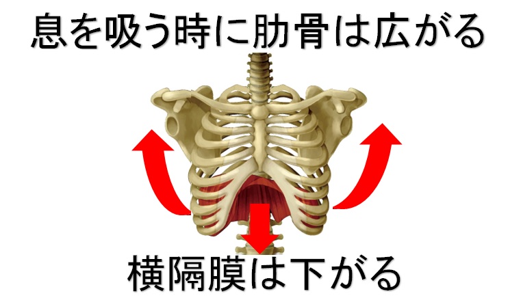 肋骨が片方だけ出てる それって自分でも矯正できますよ 小顔矯正 整体を東京でお探しならrevision