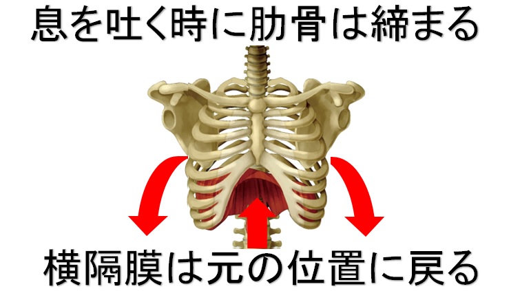 息を吐く時の肋骨と横隔膜の動き