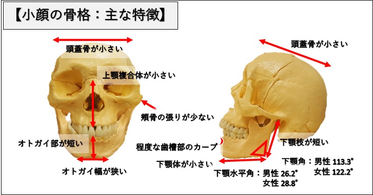 小顔の骨格の主な特徴