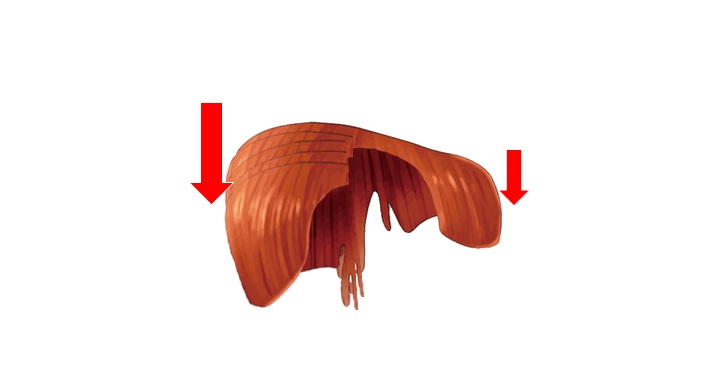 胸郭の歪みにおける横隔膜の動きのイメージ