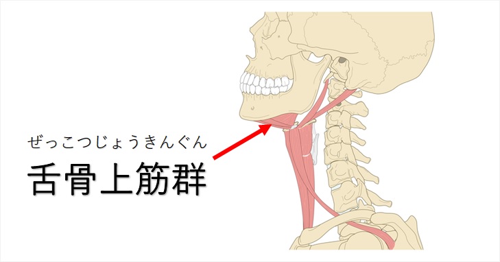 舌骨上筋群の図示