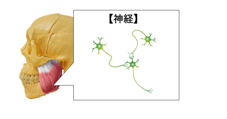 咬筋をほぐす時は硬さよりも神経を意識すると上手くいく理由 小顔矯正 整体を東京でお探しならrevision