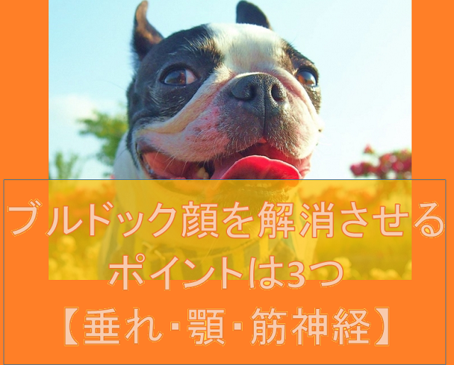 ブルドック顔を解消させるポイントは３つ 垂れ 顎 筋神経 小顔矯正 整体を東京でお探しならrevision