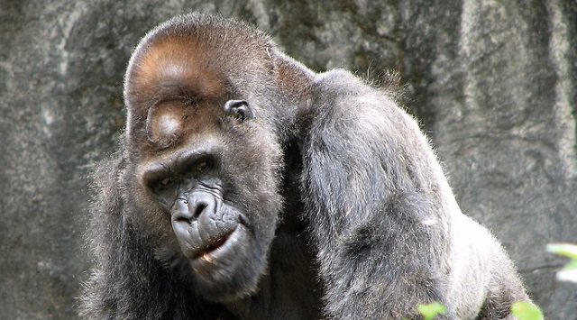 眉骨が出てる顔を自分で治すのは難しいですか お悩み相談 小顔矯正 整体を東京でお探しならrevision