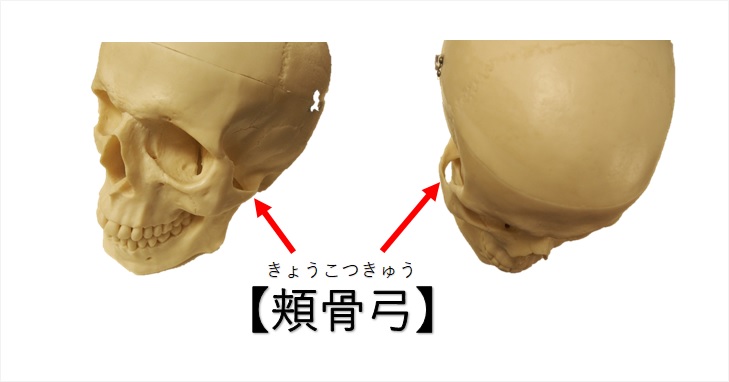 顔幅が広いコンプレックスを自分で解決したい 頬骨への３つのアプローチのやり方 小顔矯正 整体を東京でお探しならrevision