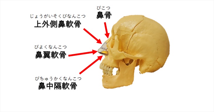 鼻骨の構造の図示