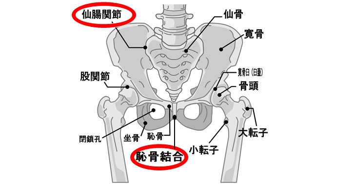 恥骨が出てる骨盤を放っておく事による4つの恐怖 小顔矯正 整体を東京でお探しならrevision