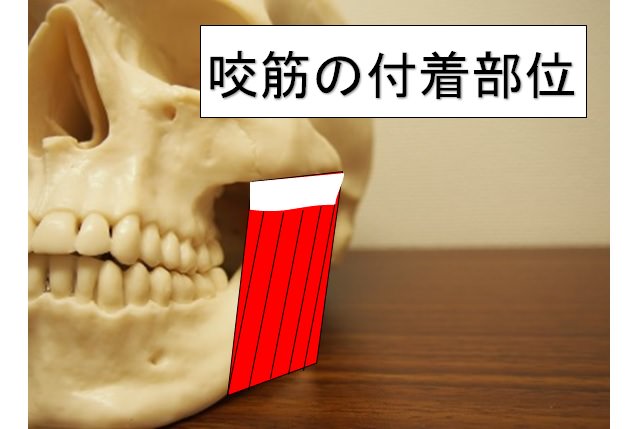 エラが大きい人は噛みすぎている 咀嚼と顔痩せ 小顔矯正 整体を東京でお探しならrevision