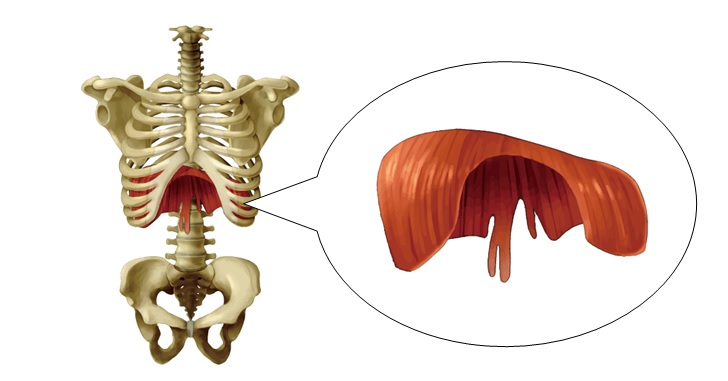 骨格と横隔膜の図示