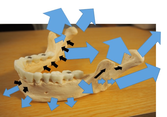 下顎骨の成長方向