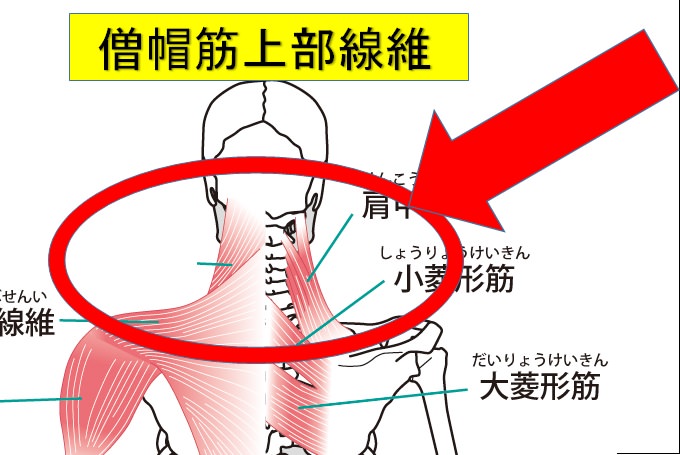 肩甲骨を出す事は可能か 筋トレの前の鎖骨矯正がカギを握る 小顔矯正 整体を東京でお探しならrevision