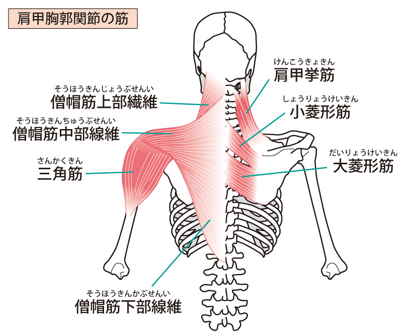 呼吸すると背中が痛い時の対処法を接骨院の先生が教えます 小顔矯正 整体を東京でお探しならrevision