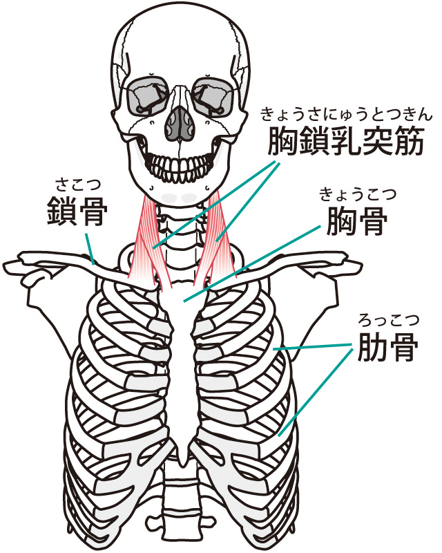 エラ 小顔矯正 整体を東京でお探しならrevision