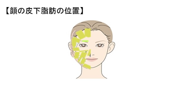 顔の皮下脂肪の位置
