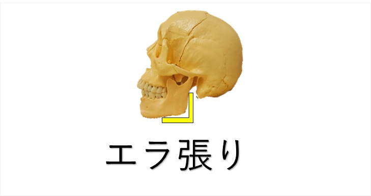 舌回しのエラと小顔効果を問う 学校で教えない舌の解剖学 小顔矯正 整体を東京でお探しならrevision