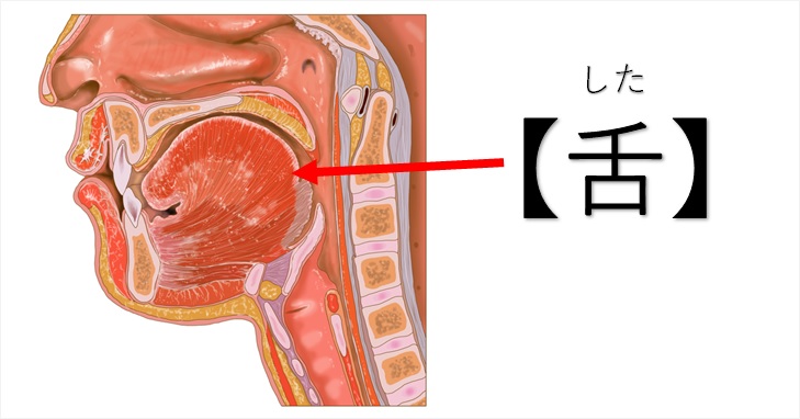 舌回しのエラと小顔効果を問う 学校で教えない舌の解剖学 小顔矯正 整体を東京でお探しならrevision