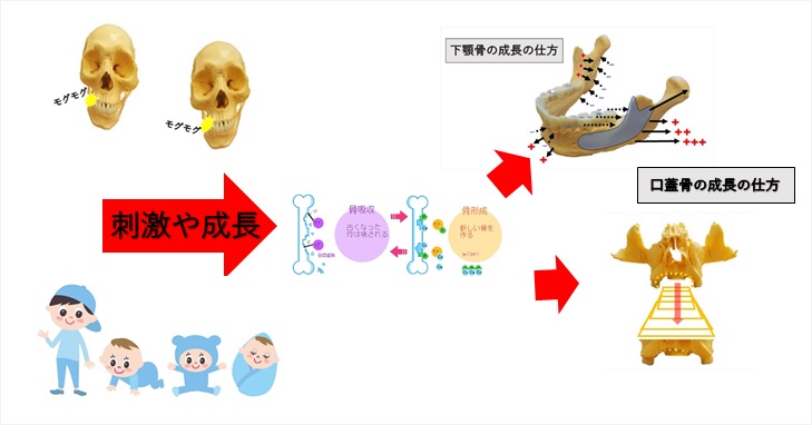 顔が大きい原因はエラの筋肉の使い方に問題があるってどういう事 小顔矯正 整体を東京でお探しならrevision