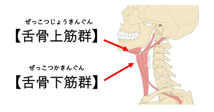 舌骨上筋群と舌骨下筋群の画像