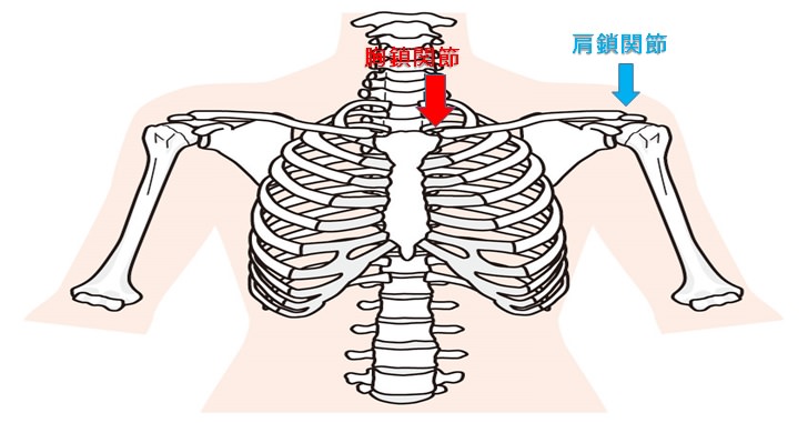 鎖骨の動きが知りたい 鎖骨の動き全集 小顔矯正 整体を東京でお探しならrevision