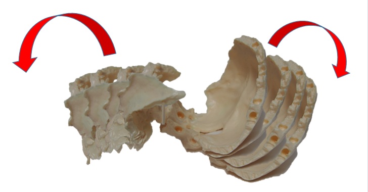 蝶形骨と後頭骨リズム