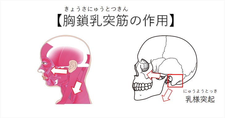 エラは直接押し込むよりも首から整えると小さくなる 小顔矯正 整体を東京でお探しならrevision