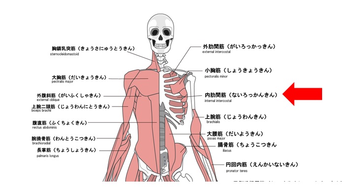 内肋間筋の図示