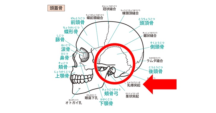 側頭骨の乳様突起図示