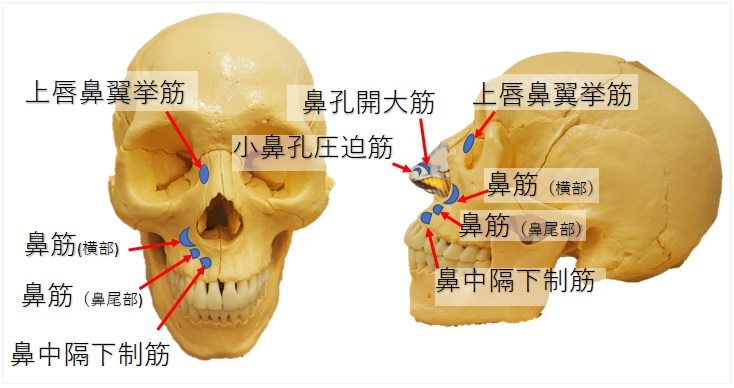 鼻の歪みを小顔矯正で矯正する際の３つのポイントとは 小顔矯正 整体を東京でお探しならrevision