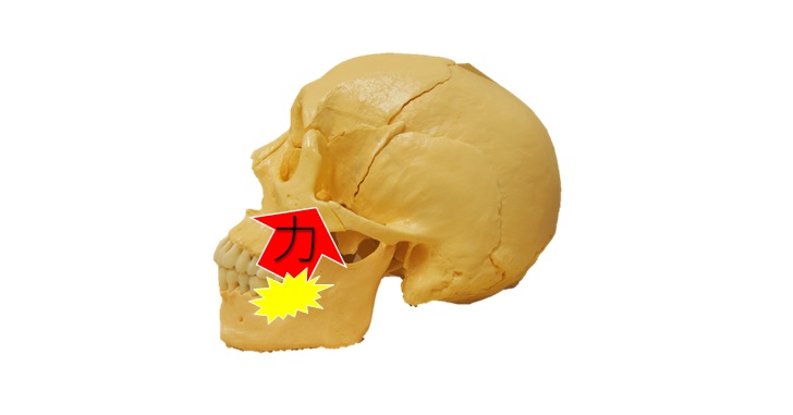 噛む事による頭蓋骨への影響