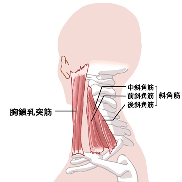 肩甲骨がポキポキ鳴る正体が判明 肩と体のゆがみの関係性 小顔矯正 整体を東京でお探しならrevision