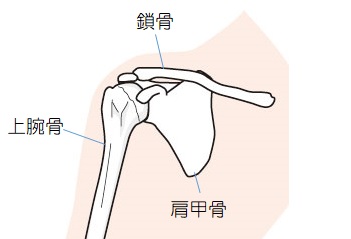 肩関節の画像
