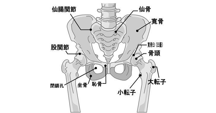 骨盤の解剖図